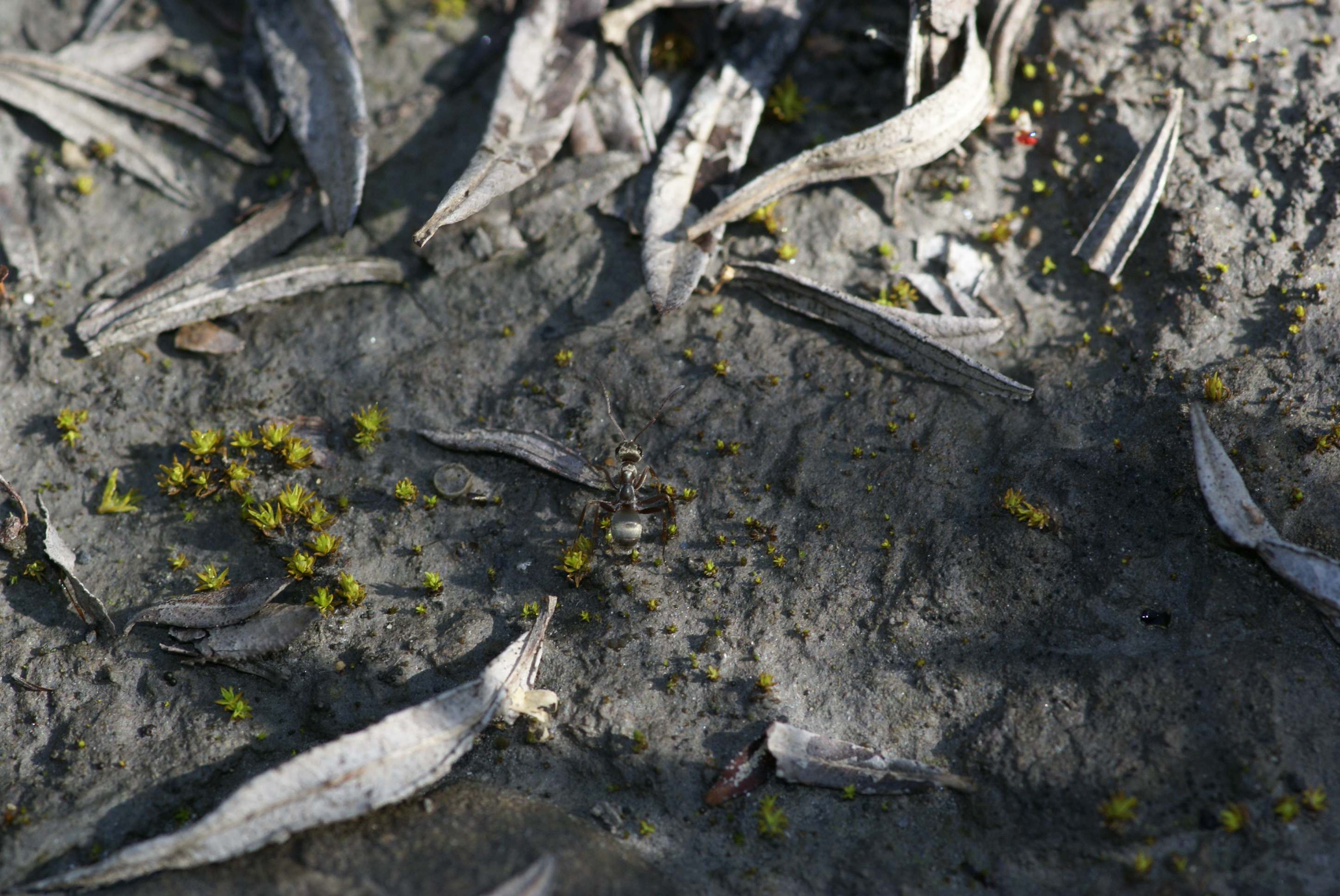 Formica selysi
